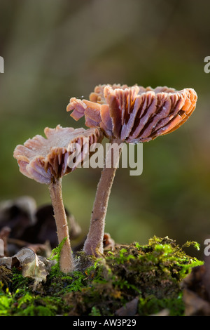 Amethyst Deceiver Laccaria amethystea cresce su moss lod coperto con bella disinnescare potton sfondo bedfordshire Foto Stock