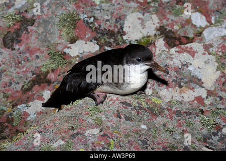 Manx shearwater Puffinus puffinus su sperone di roccia Skokholm island Pembrokeshire Foto Stock