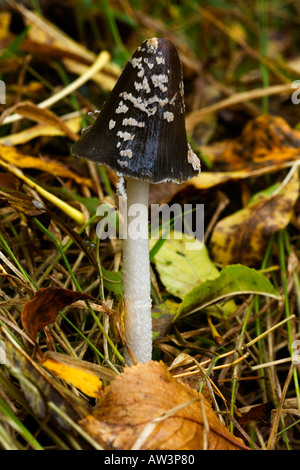 Gazza copertura di inchiostro Coprinus picaceus crescente nella figliata di foglia di legno chicksands bedfordshire Foto Stock