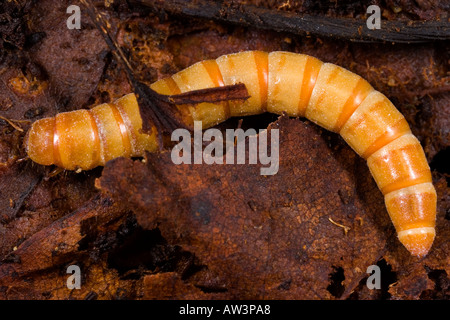 Darkling beetle Tenebrio molitor larve in stampo in foglia Foto Stock