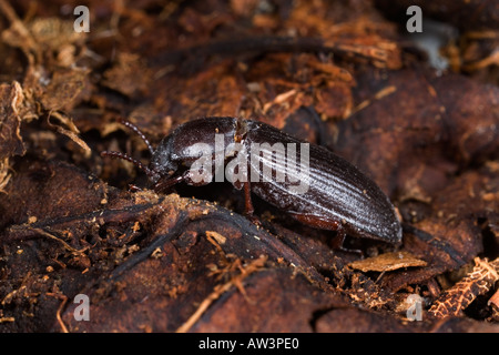 Darkling beetle Tenebrio molitor coleottero adulto in stampo in foglia Foto Stock