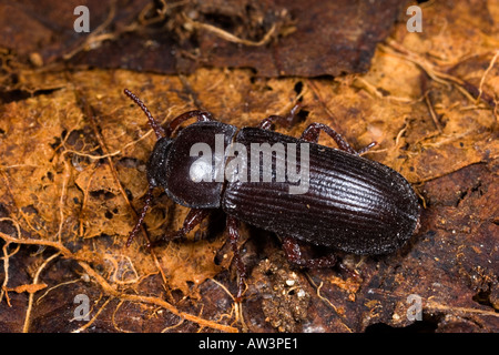 Darkling beetle Tenebrio molitor coleottero adulto in foglia potton stampo bedfordshire Foto Stock