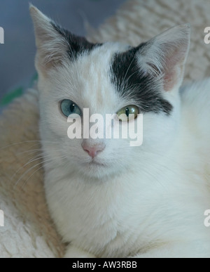 Ritratto di un po' di donne odd-eyed White cat Foto Stock