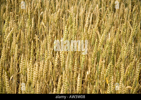 Chiusura del campo di grano dropt valley Duras Francia Europa Foto Stock
