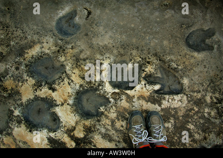 Orme di dinosauri a Tambuc, Spagna. Foto Stock