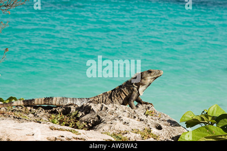 Un iguana su una roccia a Tulum, Messico Foto Stock