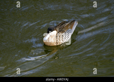 Silver Teal, Anas versicolor versicolor, anatidi. Foto Stock