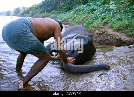 I giovani baby elephant essendo lavato nel fiume kerala india Foto Stock