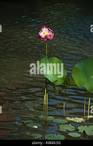 Bloooming fiore di loto in uno stagno in Hua Hin in Thailandia Foto Stock