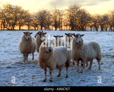 Sunrise in una fredda mattina di gennaio le pecore sono coperti di brina dalle basse temperature la notte prima di Foto Stock