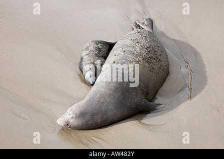 Una madre e vitello settentrionale guarnizione di elefante su una spiaggia della California Foto Stock