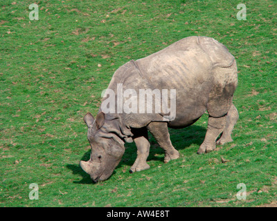 Rhino indien maggiore il rinoceronte indiano Great Indian un corno di rinoceronte rinoceronte unicornis Birmania Bulle Birmania Falte Gesicht G Foto Stock