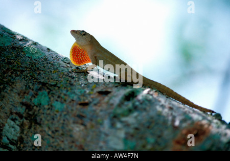 Verde anolis ANOLE LIZARD Anolis carolinensis su un albero di Carolina del Sud animali animali anole anoles Anolis arboree auto carnivore Foto Stock