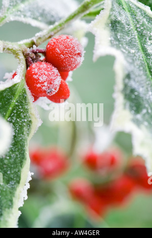 Rametto di festa del variegato frosty holly foglie con bacche rosse Foto Stock