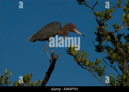 Reddish Garzetta - Egretta rufescens - di mangrovie Foto Stock