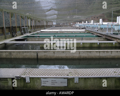 Allevamento di salmone penne acquacoltura Capilano Fish Hatchery North Vancouver, BC, Canada Foto Stock