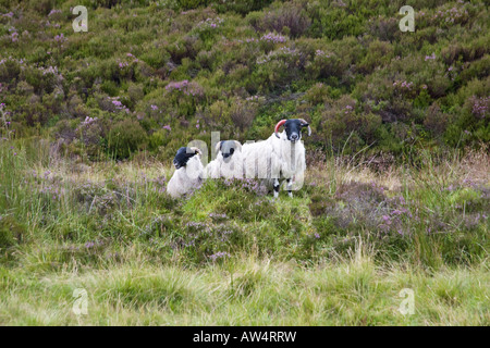 Nero tre-di fronte pecore in Grampians, Highlands scozzesi, Scozia, Inghilterra, Regno Unito. Foto Stock