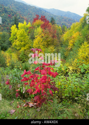 Una panoramica di una bella collina nel Parco Nazionale di Great Smoky Mountains nella collezione autunno Foto Stock