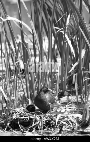 Il Nesting Moorhen comune vicino a Burgess Hill, Inghilterra Foto Stock