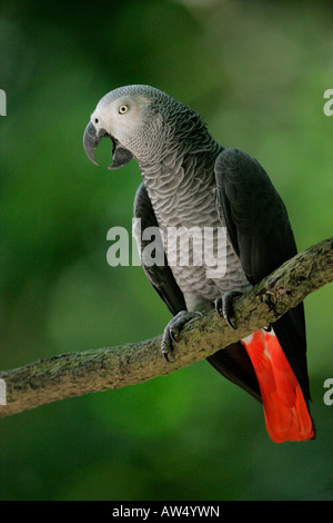 Pappagallo grigio africano nella foresta Foto Stock