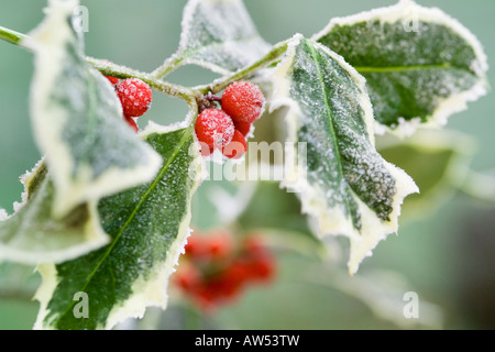 Rametto di festa del variegato frosty holly foglie con bacche rosse Foto Stock