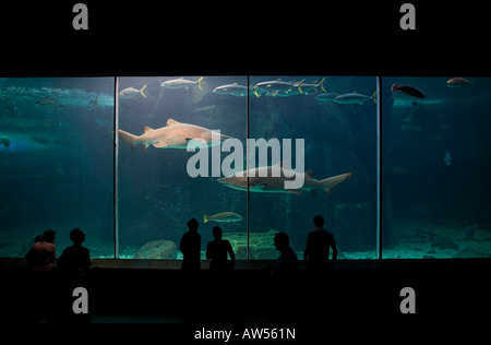 Sud Africa Cape Town Silhouette di turisti guardando Ragged dente squalo ed altri pesci all'interno Two Oceans Aquarium Foto Stock