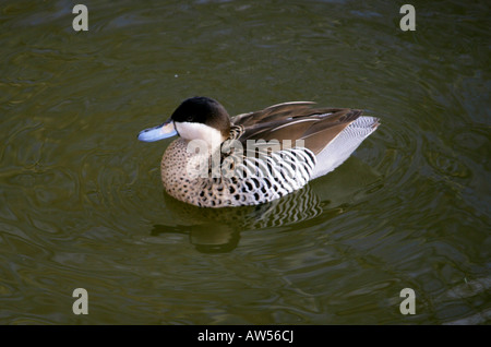 Silver Teal, Anas versicolor versicolor, anatidi. Foto Stock