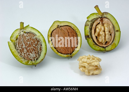 Noce Inglese, Persiano Noce (Juglans regia), aperto frutto in varie fasi, studio immagine. Foto Stock