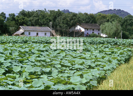 Vista delle case di villaggio attraverso il raccolto nei pressi di Yangshuo Sud Ovest Foto Stock