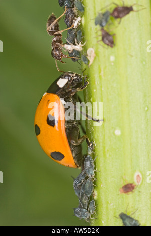 BLACK ANT LASIUS NIGER custodendo gli afidi da 7 SPOT coccinella Foto Stock