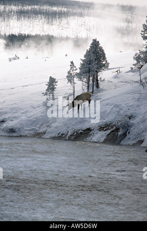 Elk nel fuoco del Fiume Foro il Parco Nazionale di Yellowstone Foto Stock