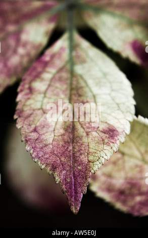 Sambucus nigra (sambuco) Foglie di autunno Foto Stock