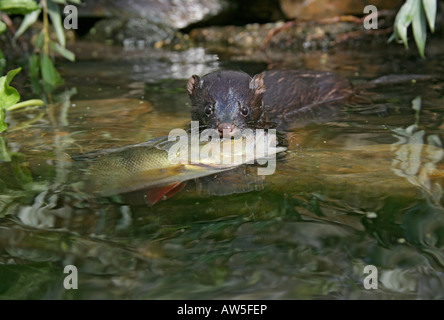 Mink American Mustela vison nuoto con pesce persico vista frontale specie alloctone in UK 002201 Foto Stock