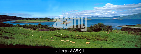 Pecore al pascolo da Castle Stalker Lynn di Lorne da Appin mostrando anche l'isola di Lismore e cava Glensanda Argyll Scotland Regno Unito Foto Stock