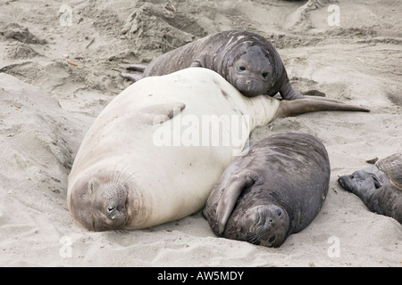 Una madre elefante settentrionale di incollaggio delle guarnizioni con 2 cuccioli su una spiaggia della California Foto Stock