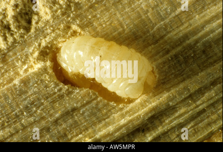 Il Tarlo beetle Anobium punctatum larva esposta nella sua galleria all'interno di un di legno battiscopa Foto Stock