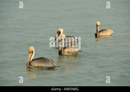 Pelican uccelli Pelecanus occidentalis uccelli nuotare nel mare Celestun Yucatan Golfo del Messico 2007 NR Foto Stock