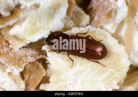 Farina beetle Tribolium castaneum adulto pest di storage sul pasto di farina Foto Stock