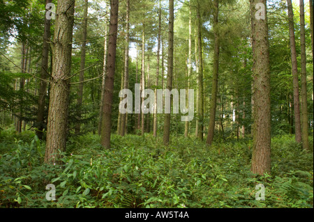 Inghilterra, Staffordshire, Kinver. Commissione forestale bosco in prossimità di bordo Kinver nel West Midlands. Foto Stock