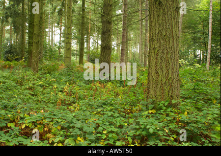 Inghilterra, Staffordshire, Kinver. Commissione forestale bosco in prossimità di bordo Kinver nel West Midlands. Foto Stock