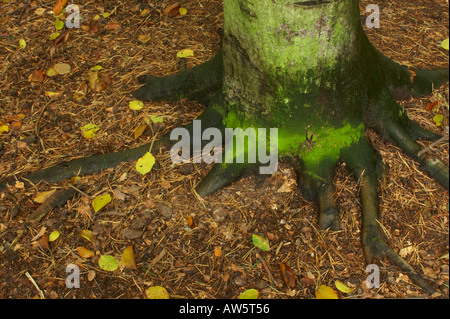 Inghilterra, Staffordshire, Kinver. Commissione forestale bosco in prossimità di bordo Kinver nel West Midlands. Foto Stock