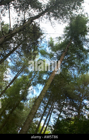 Inghilterra, Staffordshire, Kinver. Silvicoltura commision bosco in prossimità di bordo Kinver nel West Midlands. Foto Stock