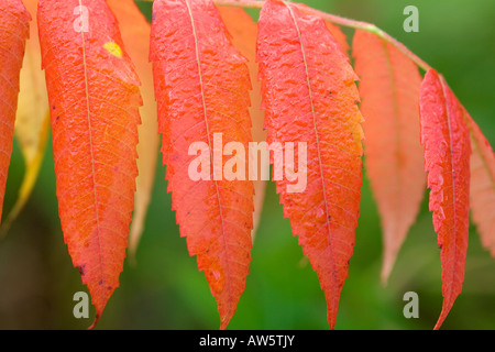 Bright Foglie rosse di Rhus typhina Foto Stock