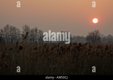 Tramonto su canneti Somerset livelli Foto Stock