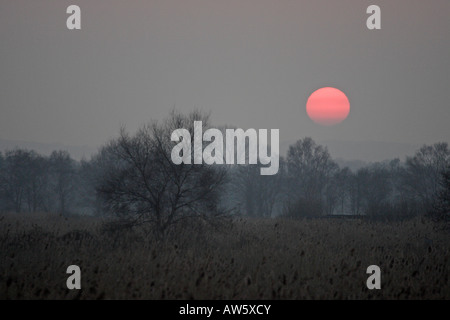 Tramonto su canneti Somerset livelli Foto Stock