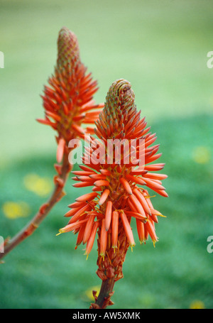 Fiori di aloe arborescens. Parador del Golf Garden. Malaga. Andalusia. Spagna. Foto Stock