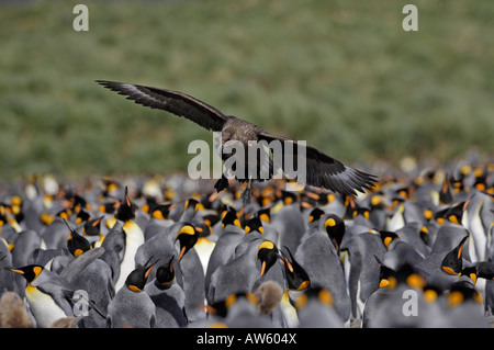 Skua marrone Foto Stock