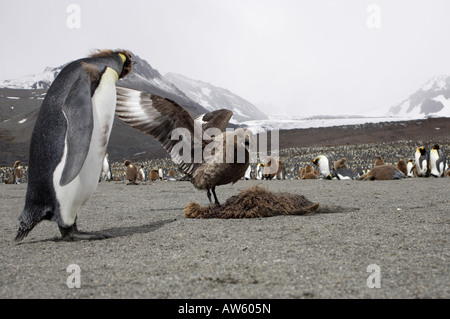 Skua marrone Foto Stock