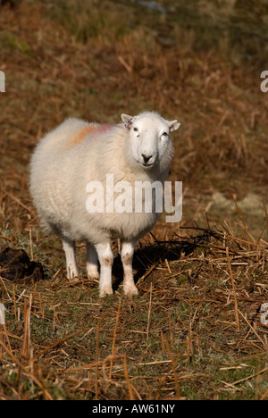 Una pecora in Brecon Beacons in Galles Foto Stock