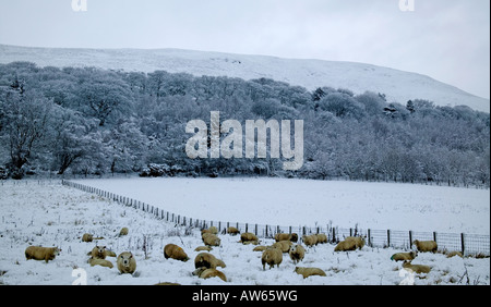 Pecore in coperta di neve campo Midlothian Scozia, Regno Unito, Europa Foto Stock